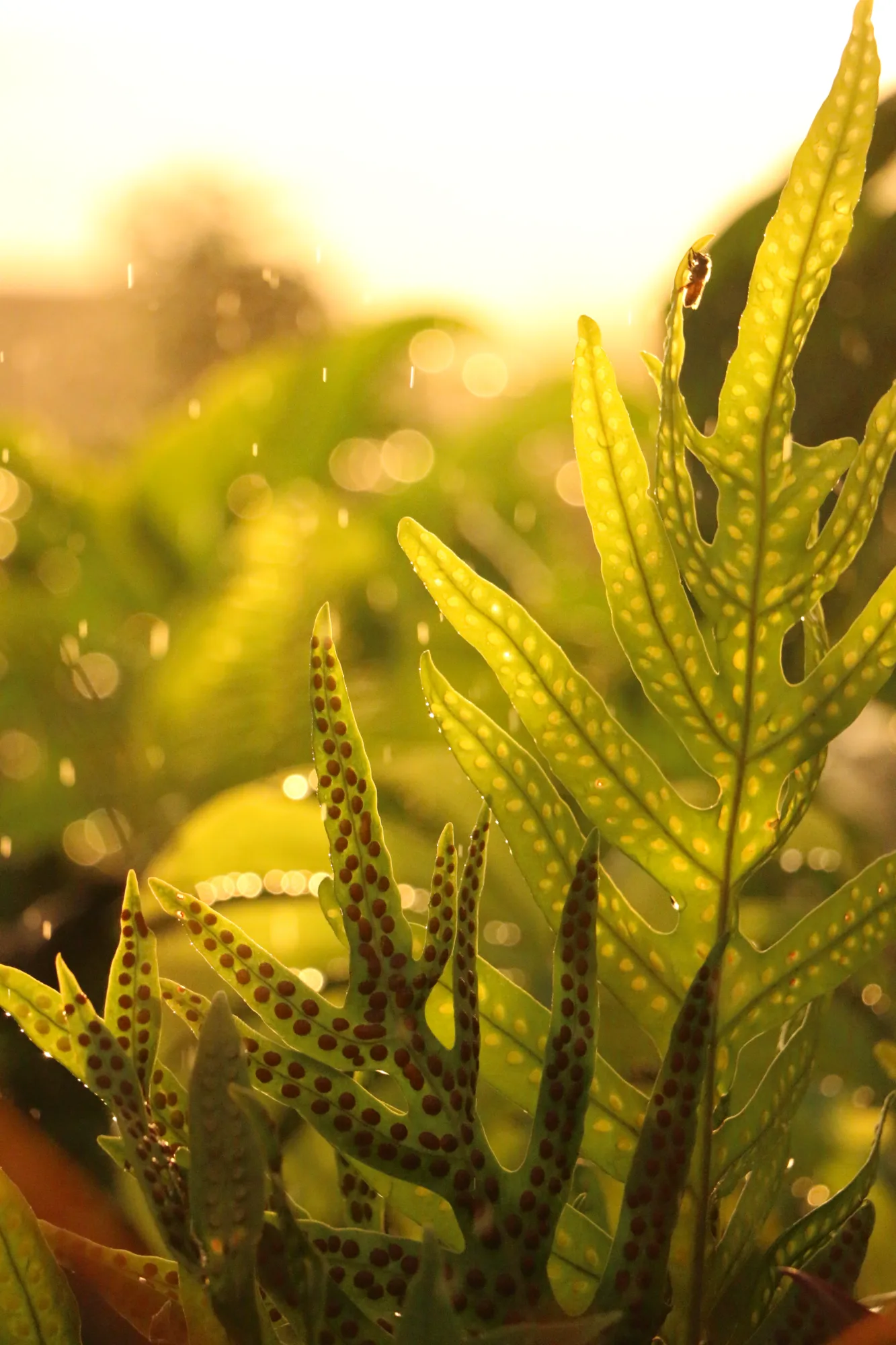 Backlit meadow grasses