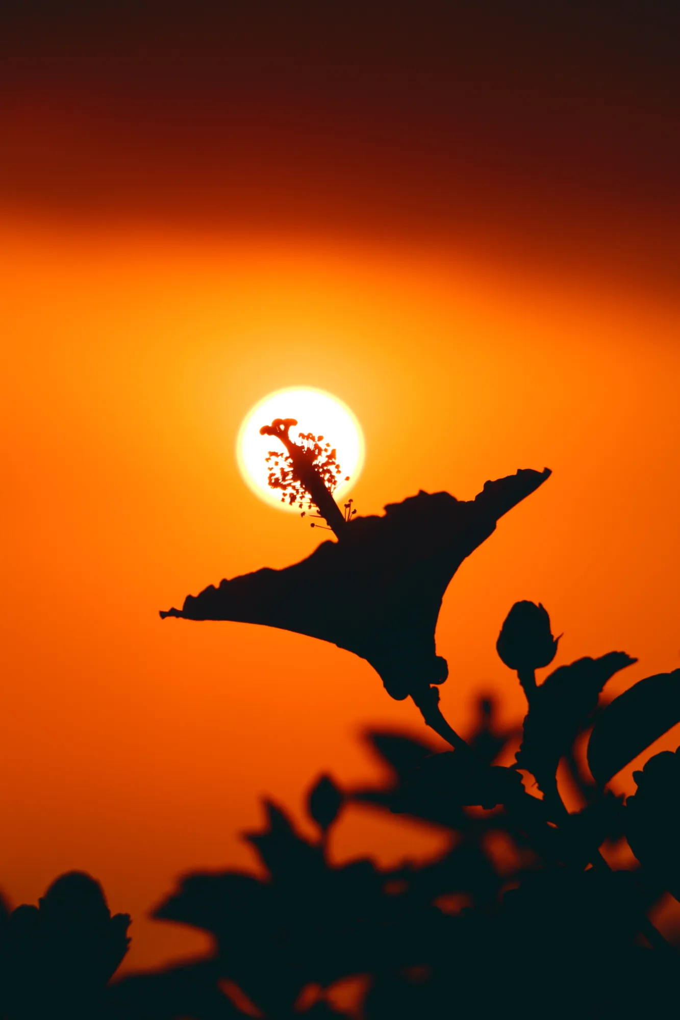 A bird in silhouette against a glowing sunset