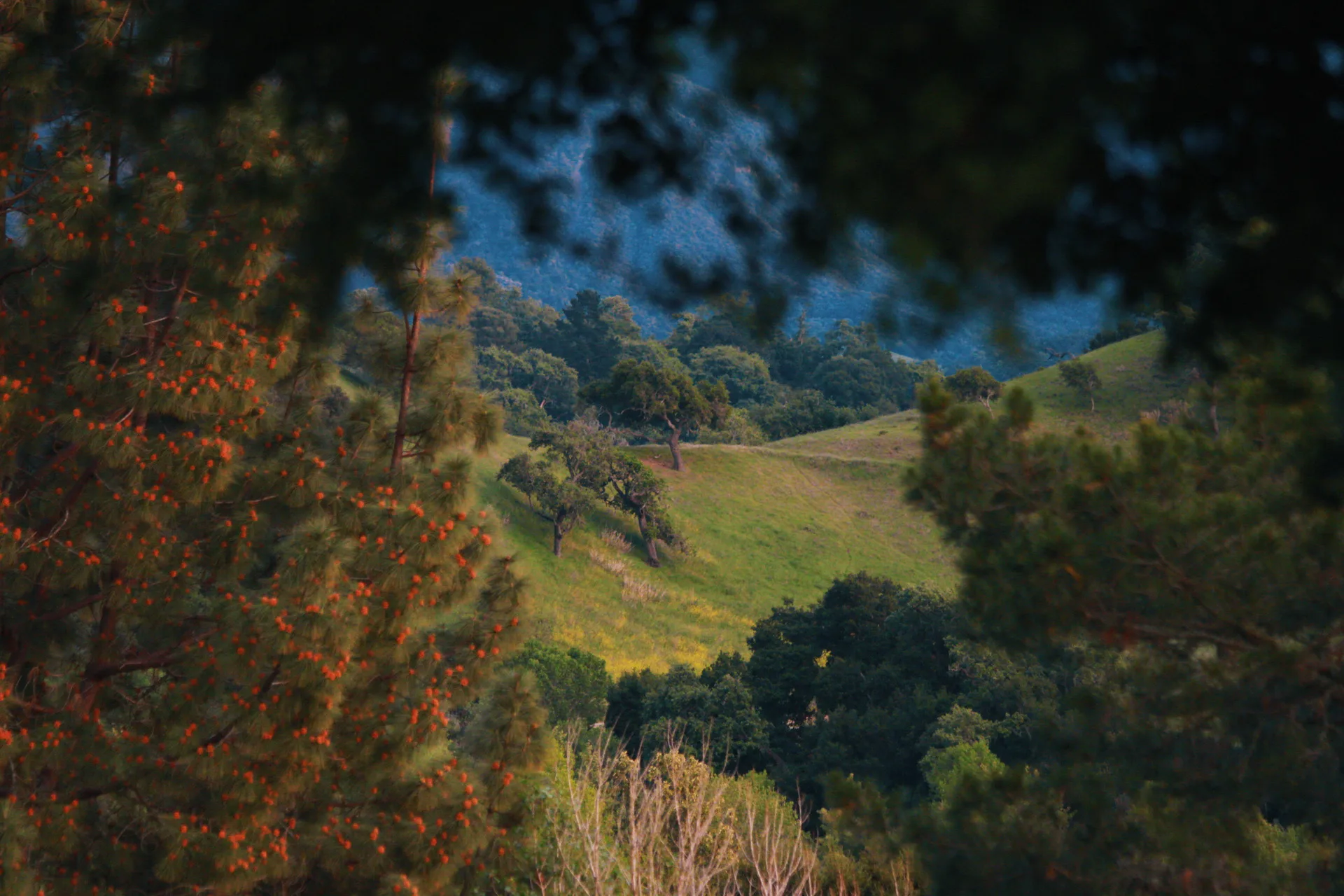 Rolling oak hills, Marin County